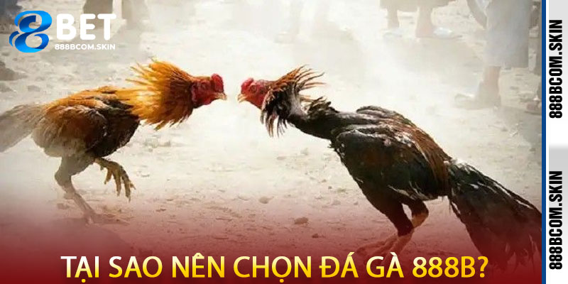 Kinh Nghiệm Chơi Đá Gà Tại Nền Tảng 888B Cho Tất Cả Người Mới